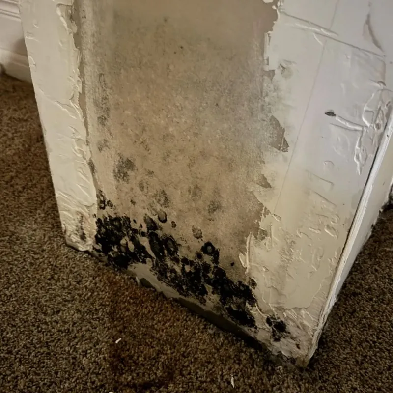 Professional Mold Removal in Smithfield, NC